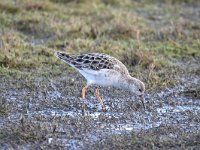 Calidris pugnax 69, Kemphaan, Saxifraga-Luuk Vermeer