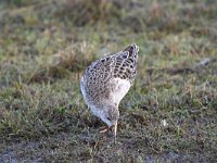 Calidris pugnax 72, Kemphaan, Saxifraga-Luuk Vermeer