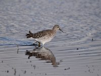 Calidris pugnax 79, Kemphaan, Saxifraga-Luuk Vermeer