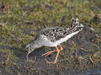 Calidris pugnax 81, Kemphaan, Saxifraga-Luuk Vermeer