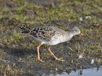 Calidris pugnax 82, Kemphaan, Saxifraga-Luuk Vermeer