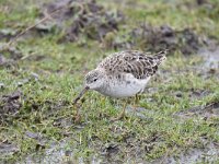 Calidris pugnax 87, Kemphaan, Saxifraga-Luuk Vermeer