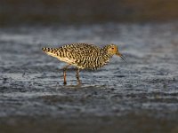 Kemphaan, Ruff  Kemphaan, Ruff : avondlicht, bird, evening light, feeding, foerageren, foeragerend, foraging, groene jonker, Kemphaan, marsh, migratory bird, modder, moeras, mud, Natura 2000, nature, natuur, natuurmonumenten, Nederland, Nieuwkoop, Noorden, Philomachus pugnax, Ruff, steltloper, swamp, the Netherlands, trekvogel, veenweide, veenweidegebied, Vereniging Natuurmonumenten, vogel, wader, noord-holland, male, mannetje, adult, haan