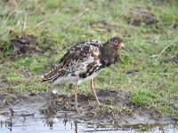 Calidris pugnax 90, Kemphaan, Saxifraga-Luuk Vermeer