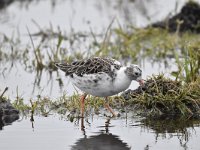 Calidris pugnax 98, Kemphaan, Saxifraga-Luuk Vermeer