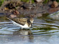 Calidris temminckii 1, Temmincks strandloper, Saxifraga-Piet Munsterman