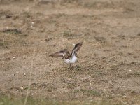 Calidris temminckii 10, Temmincks strandloper, Saxifraga-Dirk Hilbers