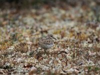 Calidris temminckii 11, Temmincks strandloper, Saxifraga-Dirk Hilbers