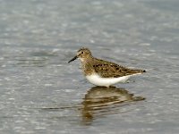 Calidris temminckii 2, Temmincks strandloper, Saxifraga-Piet Munsterman