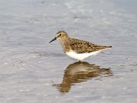 Calidris temminckii 3, Temmincks strandloper, Saxifraga-Piet Munsterman