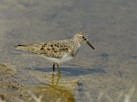 Calidris temminckii 4, Temmincks strandloper, Saxifraga-Piet Munsterman