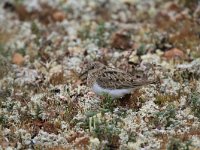 Calidris temminckii 5, Temmincks strandloper, Saxifraga-Dirk Hilbers