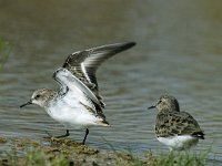 Calidris temminckii 6, Temmincks strandloper, pair, Saxifraga-Piet Munsterman