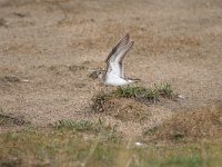 Calidris temminckii 9, Temmincks strandloper, Saxifraga-Dirk Hilbers