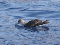 Calonectris borealis 3, Kuhls pijlstormvogel, Saxifraga-Henk Baptist