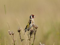 Carduelis carduelis 34, Putter, Saxifraga-Luuk Vermeer