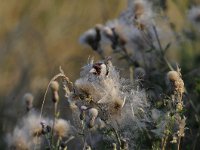 Carduelis carduelis 39, Putter, Saxifraga-Luuk Vermeer