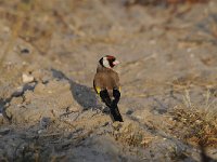 Carduelis carduelis 41, Putter, Saxifraga-Luuk Vermeer