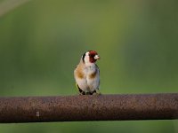 Carduelis carduelis 42, Putter, Saxifraga-Luuk Vermeer