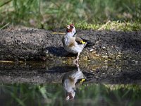 Carduelis carduelis 43, Putter, Saxifraga-Luuk Vermeer