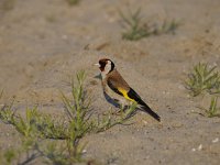 Carduelis carduelis 51, Putter, Saxifraga-Luuk Vermeer