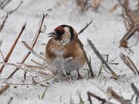 Carduelis carduelis 52, Putter, Saxifraga-Luuk Vermeer