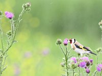 Carduelis carduelis 66, Putter, Saxifraga-Luuk Vermeer