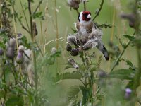 Carduelis carduelis 67, Putter, Saxifraga-Luuk Vermeer