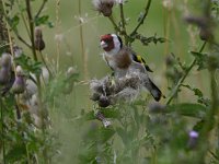 Carduelis carduelis 68, Putter, Saxifraga-Luuk Vermeer