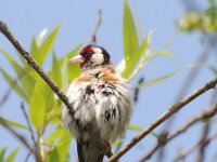 Carduelis carduelis 7, Putter, adult, breeding plumage, Saxifraga-Theo Verstrael