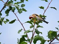Carduelis carduelis 70, Putter, Saxifraga-Tom Heijnen