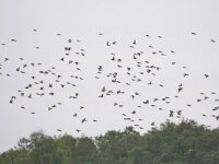 Carduelis carduelis 72, Putter, Saxifraga-Tom Heijnen