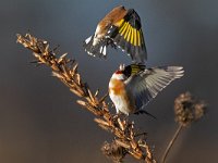 Carduelis carduelis 76, Putter, Saxifraga-Mark Zekhuis