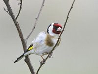 Carduelis carduelis 83, Putter, Saxifraga-Tom Heijnen