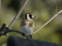 Carduelis carduelis 1, Putter, Saxifraga-Jan van der Straaten