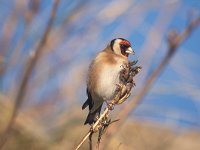 Carduelis carduelis 10, Putter, Saxifraga-Piet Munsterman