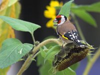 Carduelis carduelis 11, Putter, Saxifraga-Luc Hoogenstein