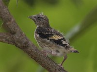 Carduelis carduelis 13, Putter, juvenile, Saxifraga-Luc Hoogenstein