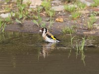 Carduelis carduelis 14, Putter, Saxifraga-Martin Mollet