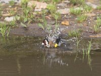 Carduelis carduelis 15, Putter, Saxifraga-Martin Mollet