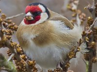 Carduelis carduelis 16, Putter, Saxifraga-Rik Kruit