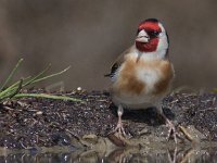 Carduelis carduelis 18, Putter, Saxifraga-Mark Zekhuis