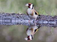 Carduelis carduelis 20, Putter, Saxifraga-Mark Zekhuis