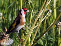 Carduelis carduelis 21, Putter, Saxifraga-Hans Dekker