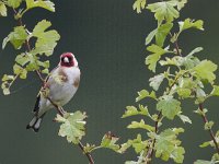 Carduelis carduelis 23, Putter, Saxifraga-Mark Zekhuis