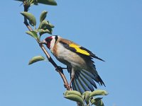 Carduelis carduelis 24, Putter, Saxifraga-Henk Baptist