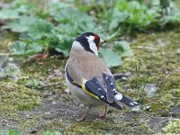 Carduelis carduelis 25, Putter, Saxifraga-Henk Baptist