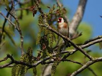 Carduelis carduelis 26, Putter, Saxifraga-Mark Zekhuis