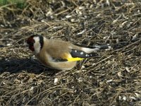 Carduelis carduelis 3, Putter, Saxifraga-Jan van der Straaten