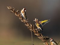 Carduelis carduelis 33, Putter, Saxifraga-Mark Zekhuis